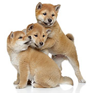 広島 子犬・犬・高齢犬のワクチン接種・狂犬病ワクチン接種